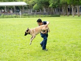 參觀警犬隊訓練學校