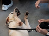 參觀警犬隊訓練學校