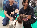 參觀警犬隊訓練學校